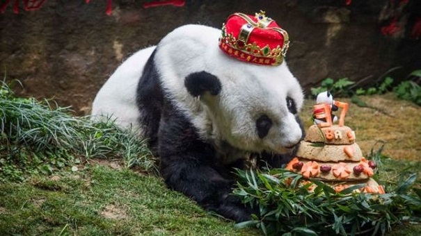 Скончалась старейшая в мире панда