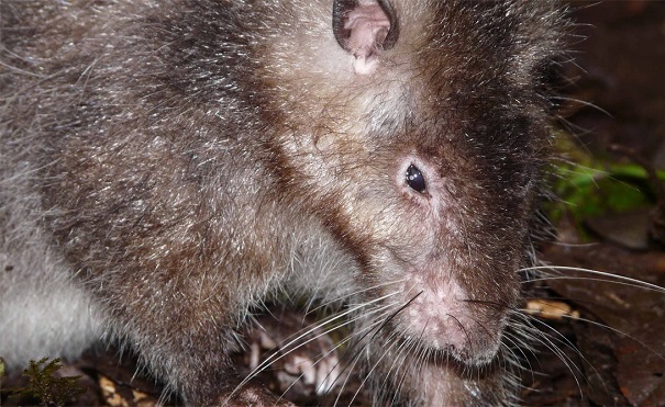 На Соломоновых островах найдена огромная крыса