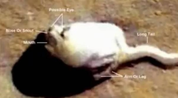 Ученые обнаружили на Марсе ужасающую аномалию в виде огромного кота