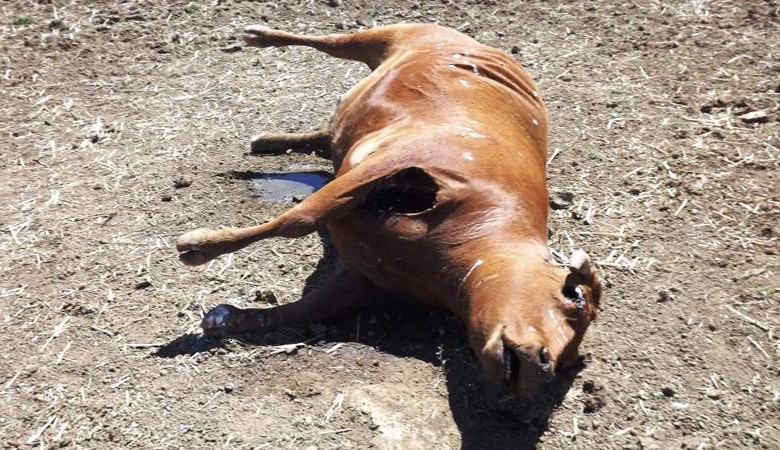 Коров у аргентинских фермеров похищают пришельцы