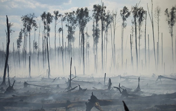 Число погибших лесных пожаров в Калифорнии выросло до 38
