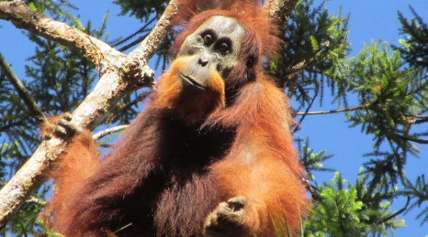 Ученые отыскали новый вид человекообразных обезьян в Индонезии