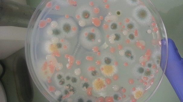 На борту МКС ученые засекли присутствие 12 тыс. бактерий