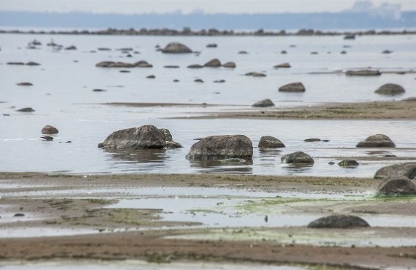Экологи призвали отказаться от ватных палочек ради спасения Финского залива