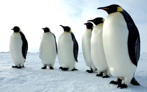 Ученые отыскали кости старинного пингвина на береге новейшей Зеландии