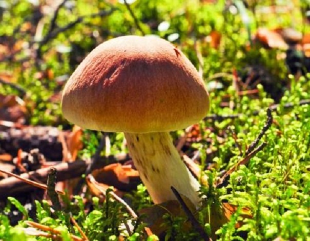 Ученые: грибы помогли в создании земной атмосферы