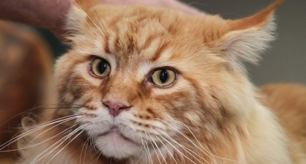 Мейн-кун Кекс признан наибольшим котом государства Украины
