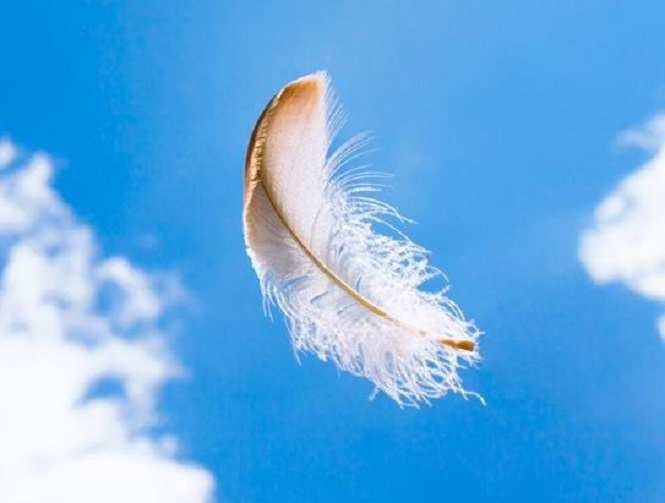 Белые перья для общения живых с мертвыми