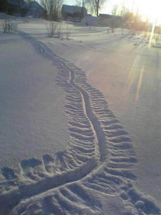 Таинственный след неизвестного чудовища на снегу
