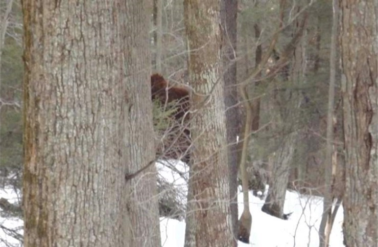 Бигфут, гуляющий по зимнему лесу