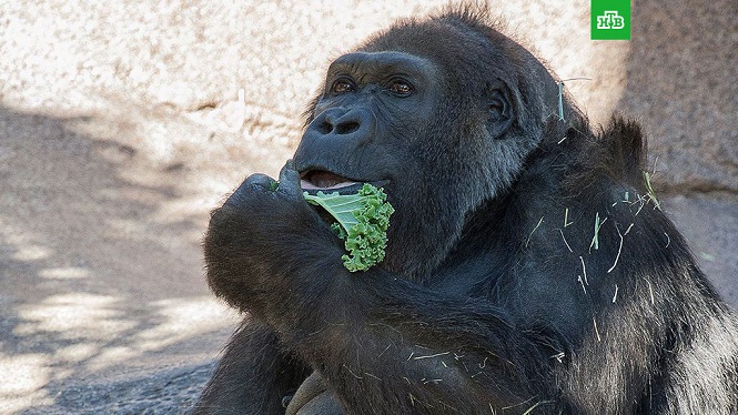 В неволе: в США скончалась горилла-старожил
