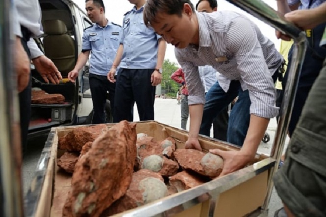 В Китайской народной республике при строительстве школы обнаружили яйца динозавров возрастом 130 млн лет