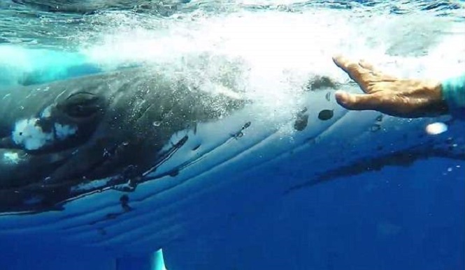 Кит спас женщину от нападения тигровой акулы