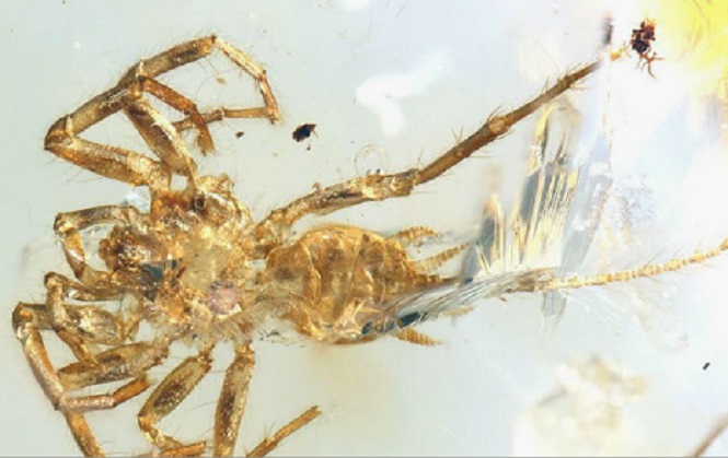 Американские ученые открыли новый вид старинных пауков
