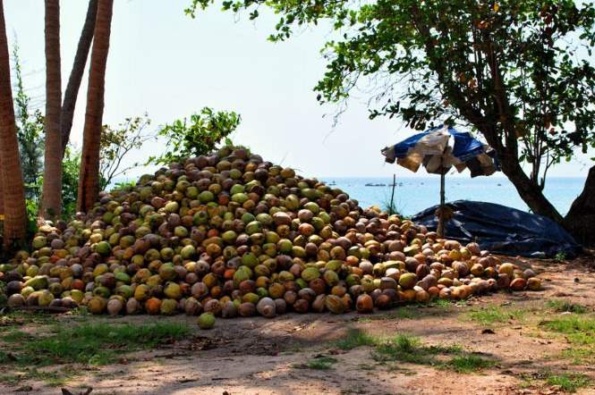 Бенин предложил Российской Федерации ананасы и кокосы взамен на крымское зерно