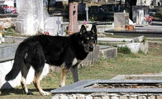 Собака по кличке Капитан 11 лет охраняла могилу своего хозяина