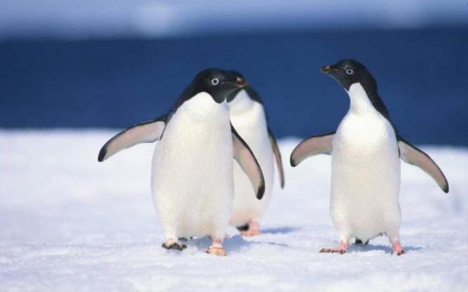 Ученые открыли в Антарктиде скрытую колонию из 1,5 млн. пингвинов‍