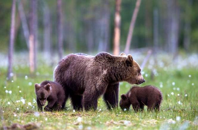 Маленькие медвежата защищены законом