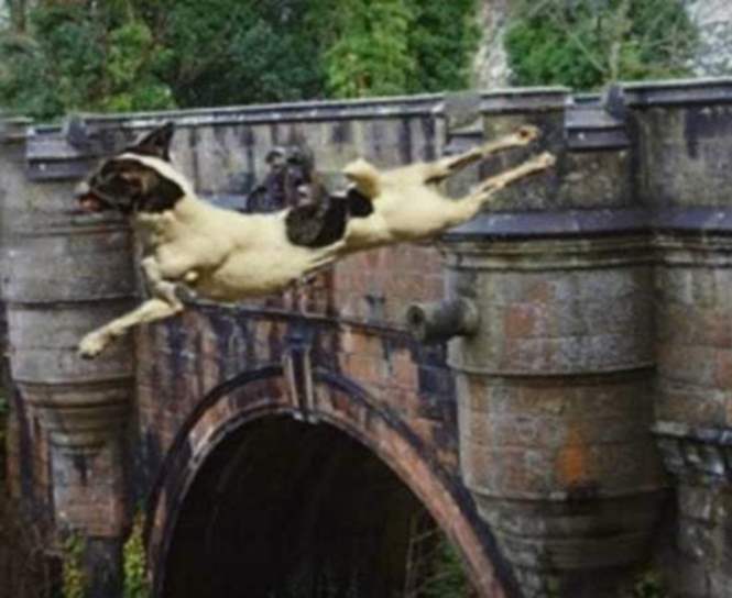 В Шотландии на таинственном мосту гибнут собаки