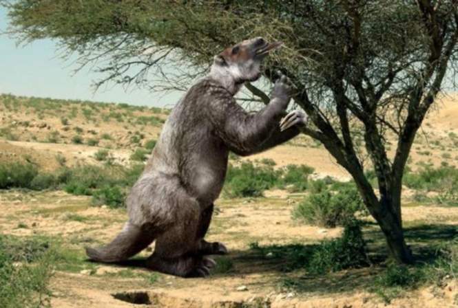 Ученые утверждают, что 11 тыс. лет назад люди охотились на большущих ленивцев