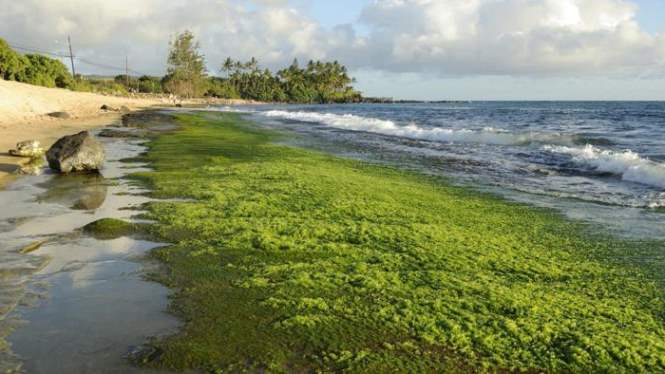 Ученые усомнились в этих МЧС о захвате Байкала небезопасной водорослью