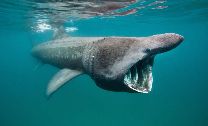Гигантские акулы собираются огромными стаями у берегов США