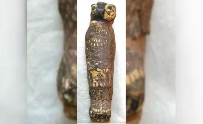 О чем узнали ученые, исследовавшие останки мумифицированного сокола