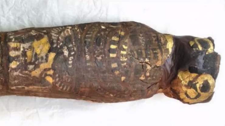 О чем узнали ученые, исследовавшие останки мумифицированного сокола