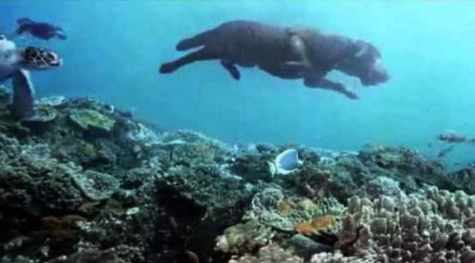 Учеными доказано, что люди могут дышать под водой