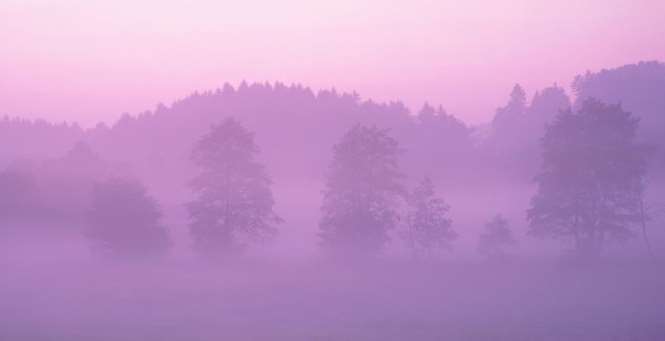 Тайны розового плотоядного тумана
