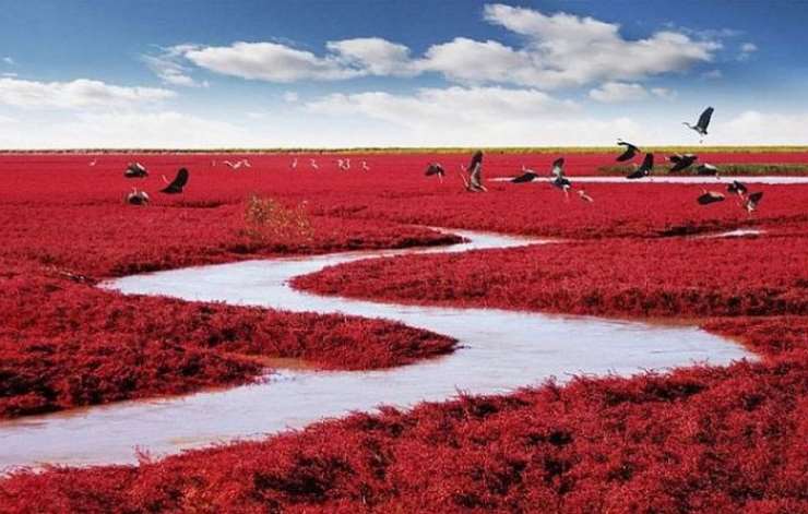 Красный пляж в Китае – сюрреалистическое зрелище