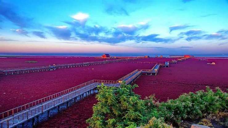 Красный пляж в Китае – сюрреалистическое зрелище