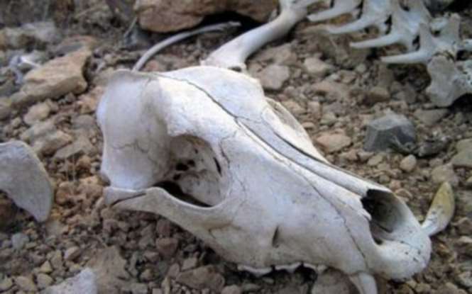 Фермер нашел череп полумифического животного