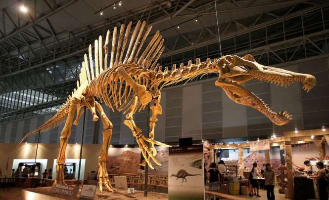 Скелеты динозавров в музеях