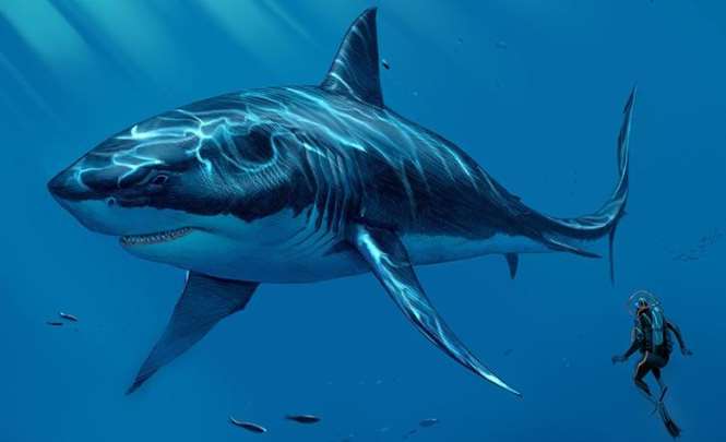 На дне Марианского желоба засняли доисторическую акулу