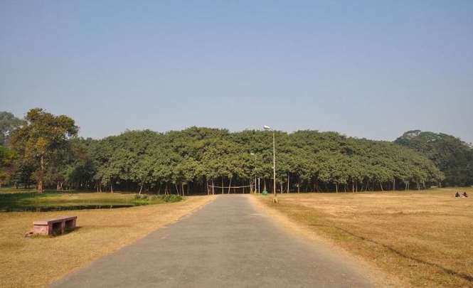 Лес в Индии состоит из одного дерева
