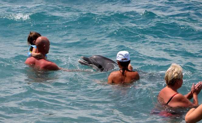 Дельфины, как и люди, не любят одиночества