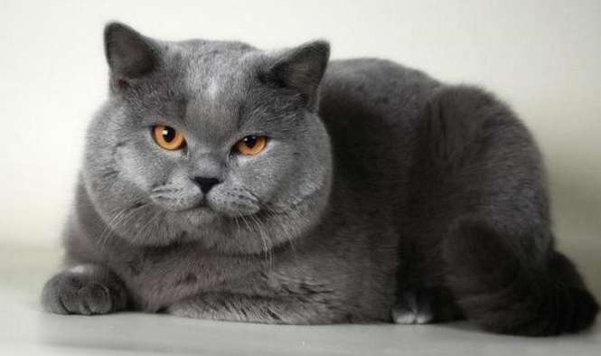 Кот выставлен на продажу за 5 миллионов рублей