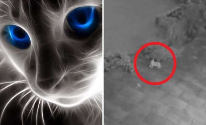 Исчезающий кот зафиксирован камерой