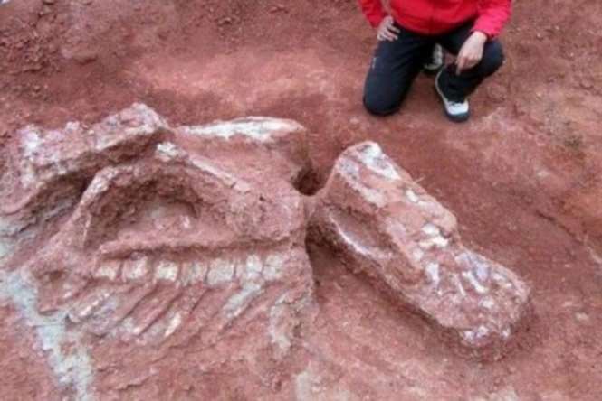 Останки гигантского дицинодонта обнаружены в Польше