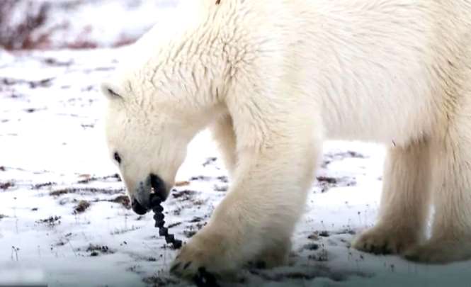 Белые медведи – очень любопытные животные