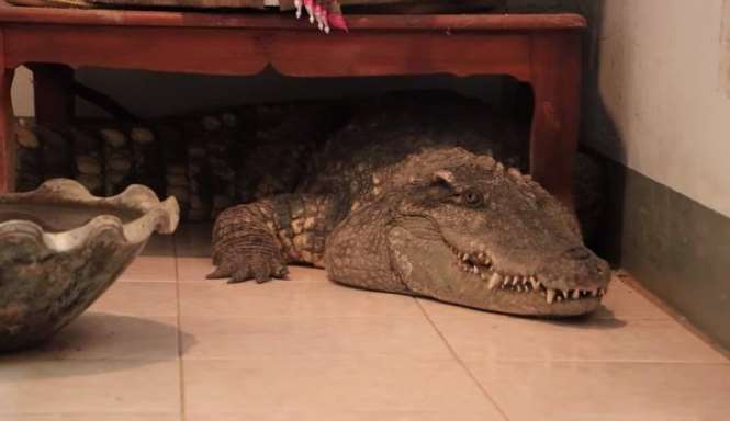 20 лет крокодил живет в доме с людьми