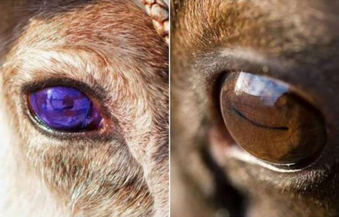 Необычное свойство северных оленей - менять цвет глаз