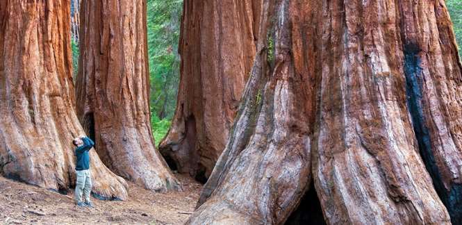 Древнейшие секвойи высажены в Калифорнии