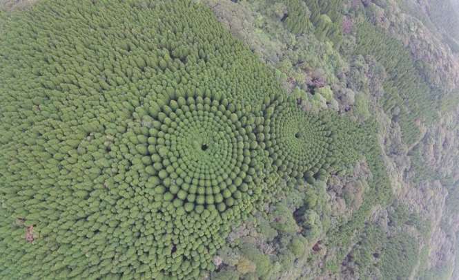 Загадочные круги в японском лесу