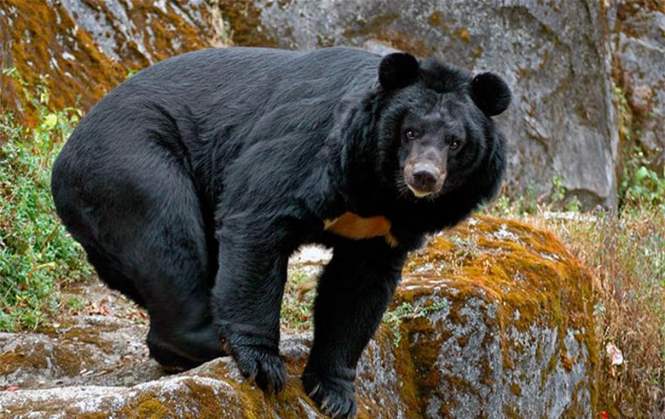 Потерявшийся ребенок обязан своему спасению черному медведю