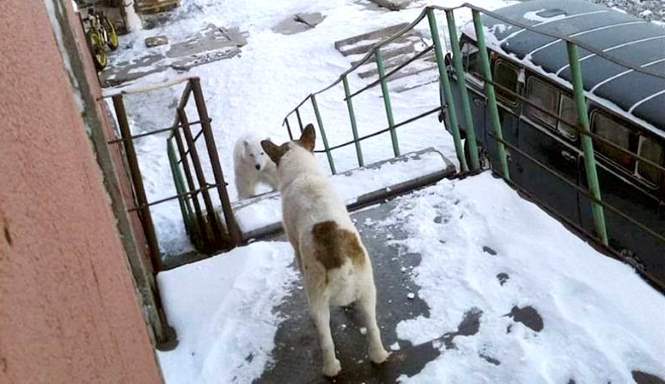 В подъезде в российском поселке оказался белый медведь