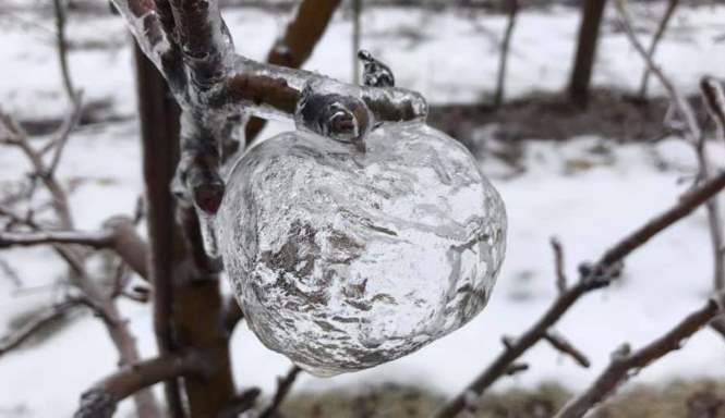 Новое чудо света - удивительные ледяные «яблоки»