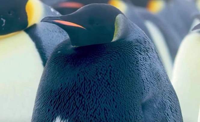 Уникальный пингвин обнаружен в Антарктиде