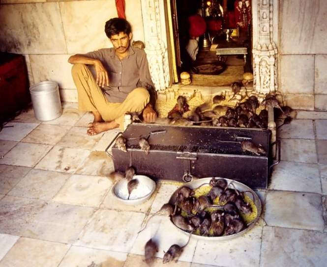 Шри Карни Мата – индийский храм крыс